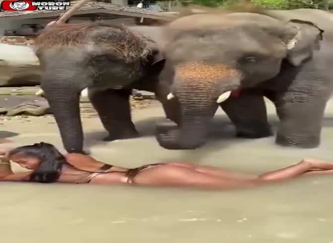 Video :It doesn't work out when she tests the massage on an elephant!